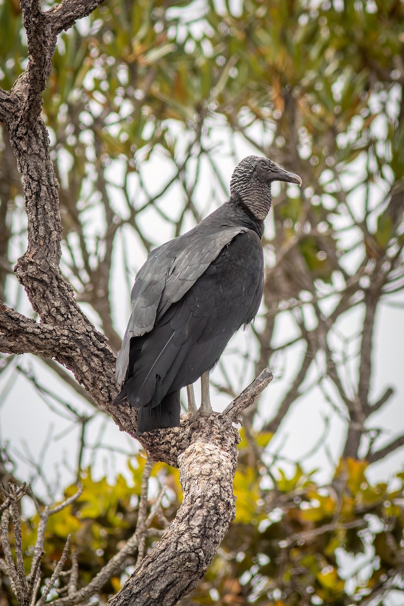 Zopilote beltza - ML644482810