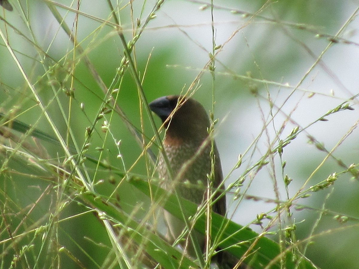 muskatnonne - ML644482819