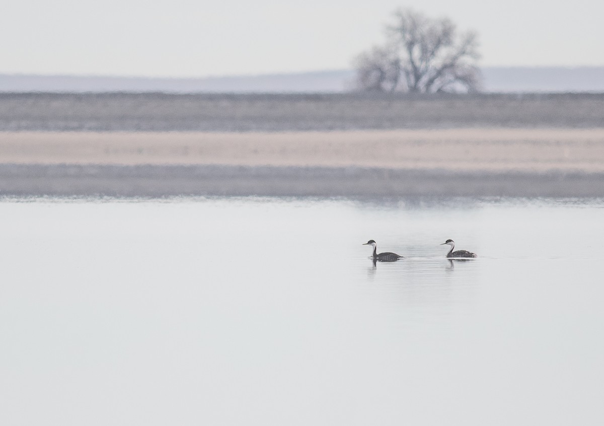クビナガカイツブリ - ML644482829