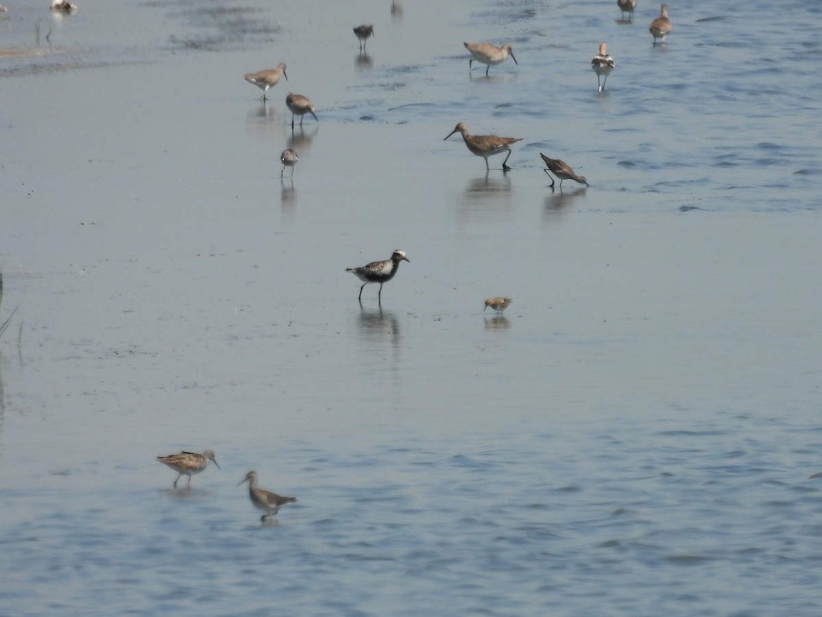 Black-bellied Plover - ML644482846