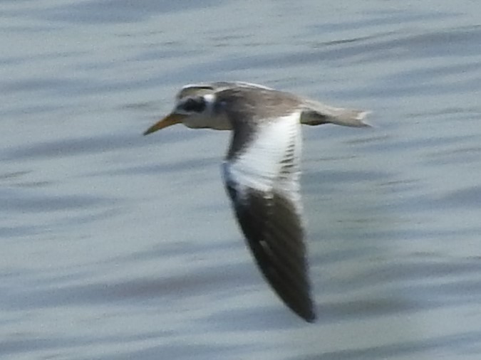 オオハシアジサシ - ML644482847