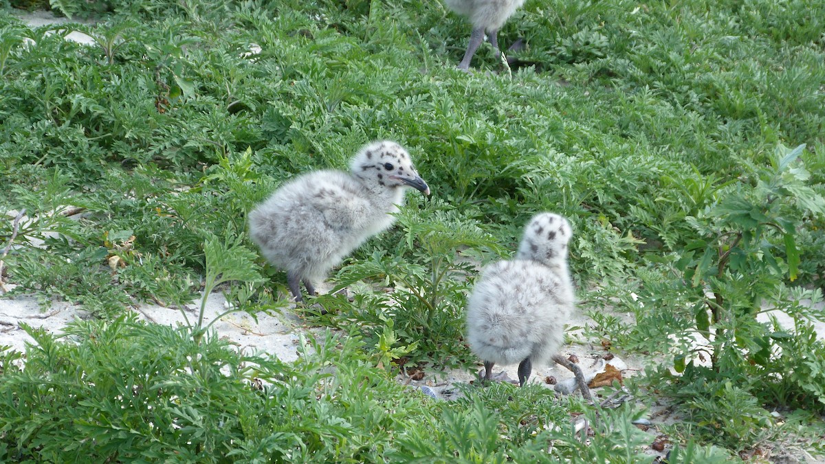 Büyük Kara Sırtlı Martı - ML644482854