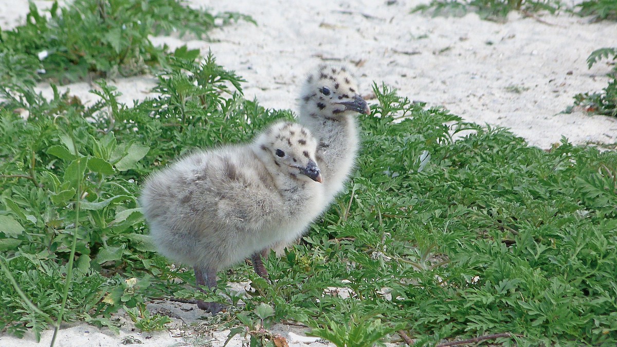 Büyük Kara Sırtlı Martı - ML644482855