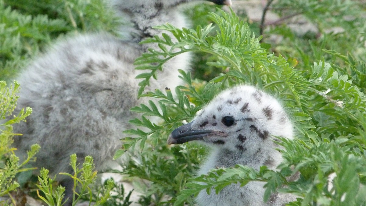 Büyük Kara Sırtlı Martı - ML644482857