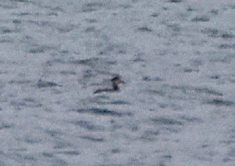 Somormujo Cuellirrojo - ML644482861