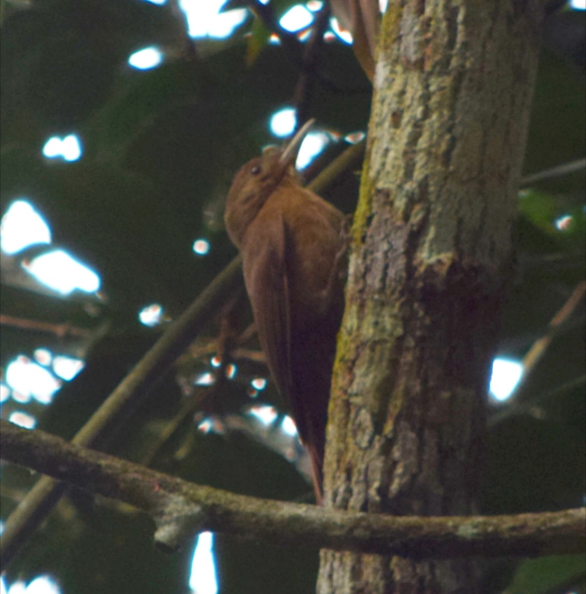 Trepatroncos Turdino - ML644482862