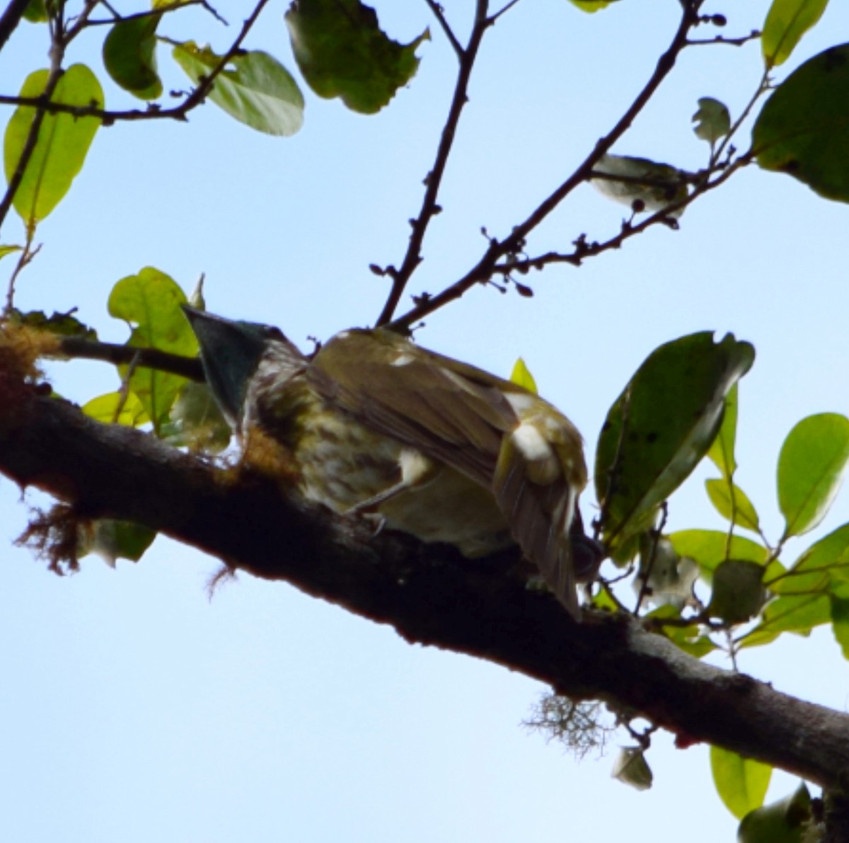 Bare-throated Bellbird - ML644482865