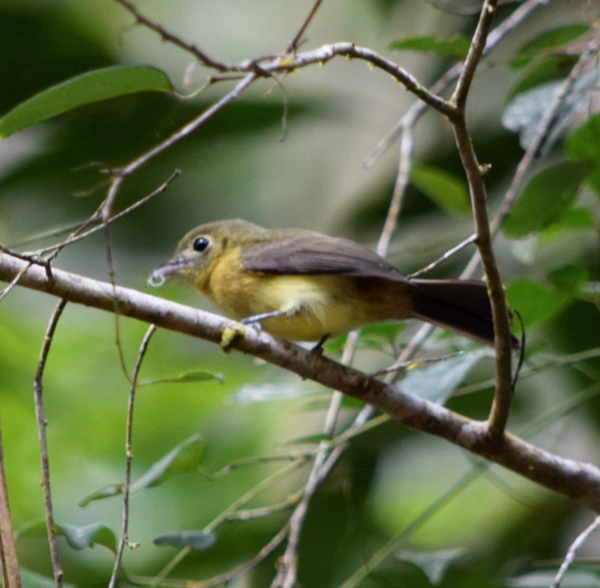 solgumptyrann - ML644482869