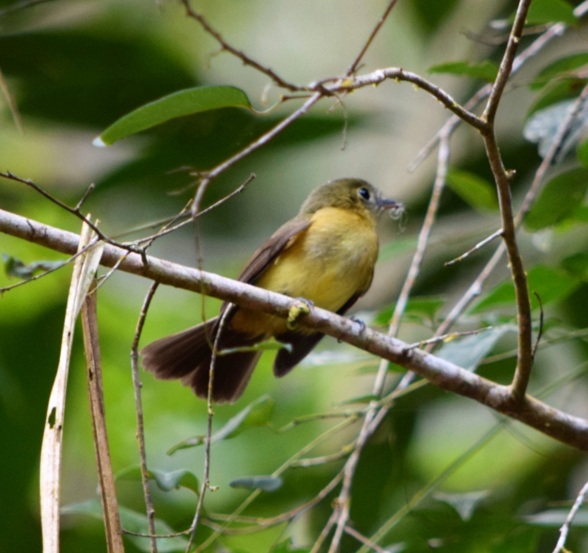 solgumptyrann - ML644482870