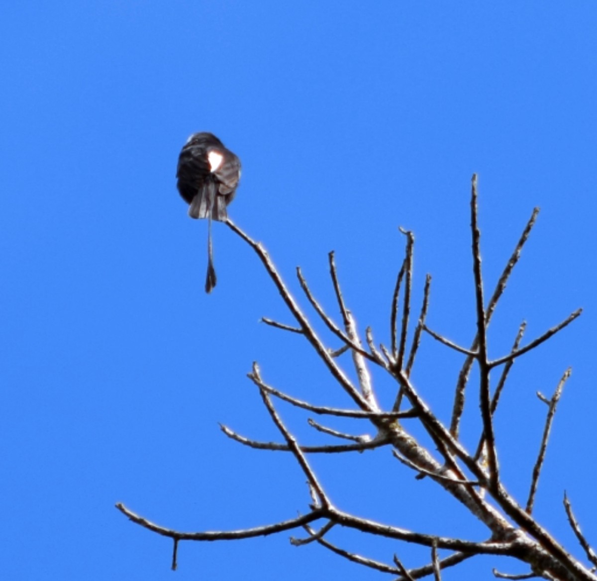 Long-tailed Tyrant - ML644482876