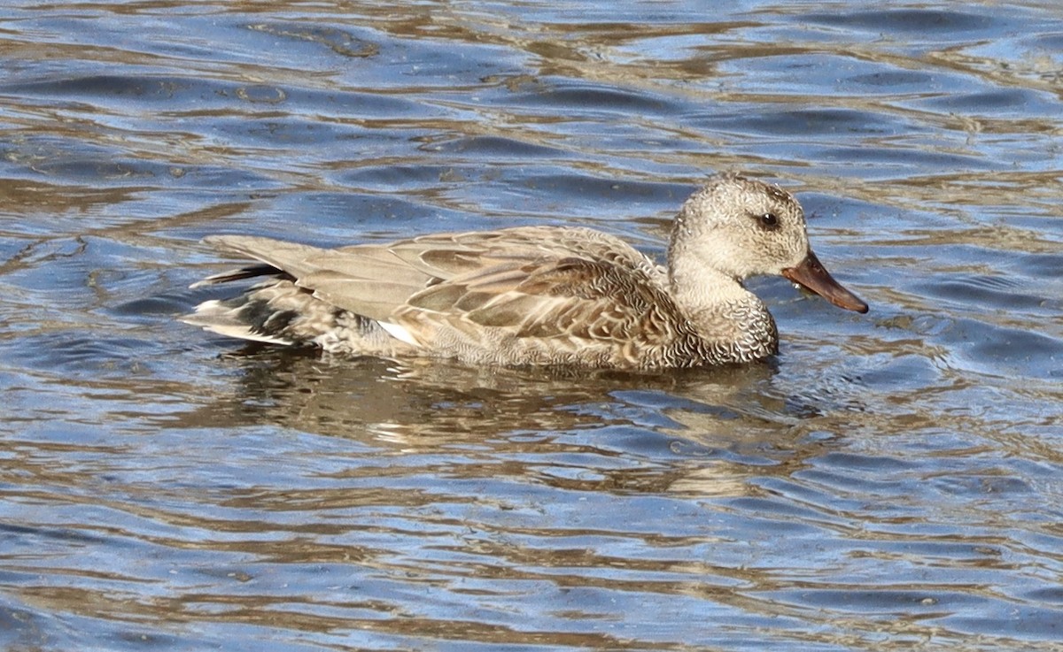 Gadwall - ML644482884