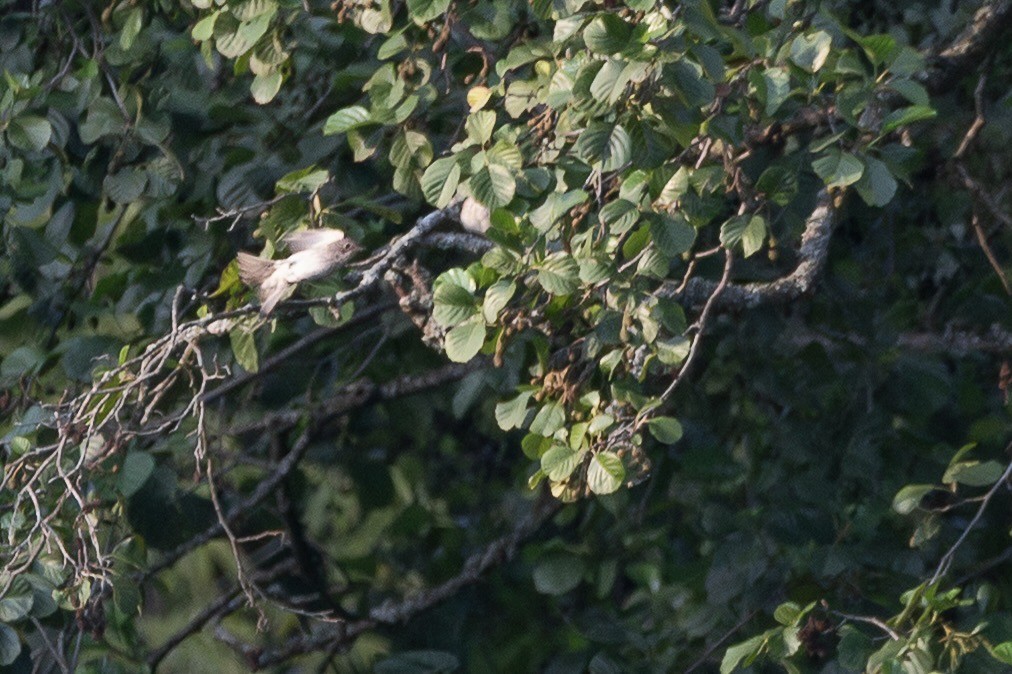 Gobemouche gris - ML644482888