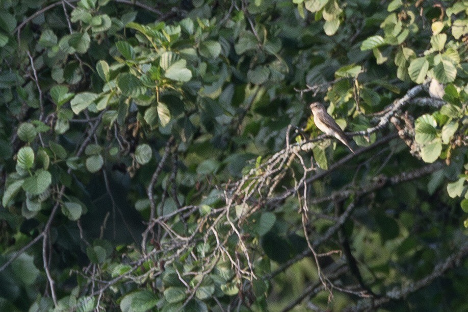 Gobemouche gris - ML644482889