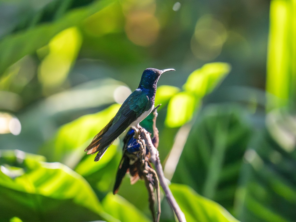 Beyaz Yakalı Kolibri - ML644482903