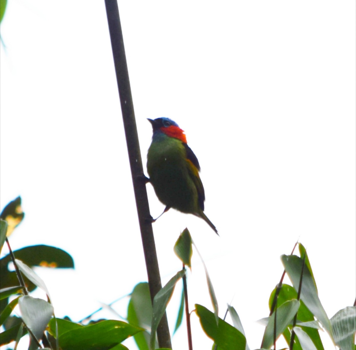 Tangara Militar - ML644482906