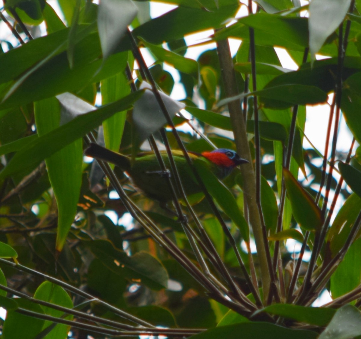 Tangara Militar - ML644482908