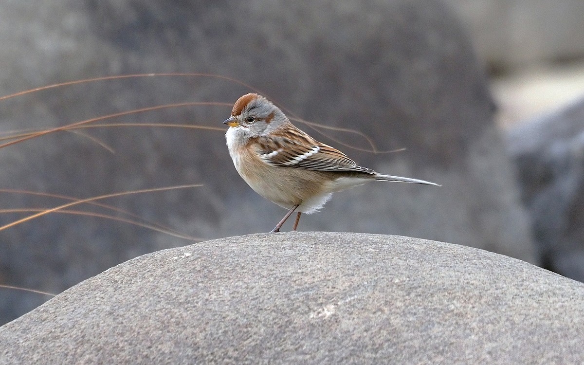 Hudson Körfezi Serçesi - ML644482911