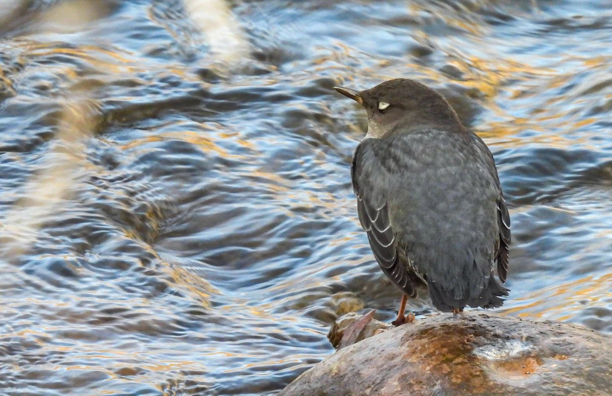 Серая оляпка - ML644482912