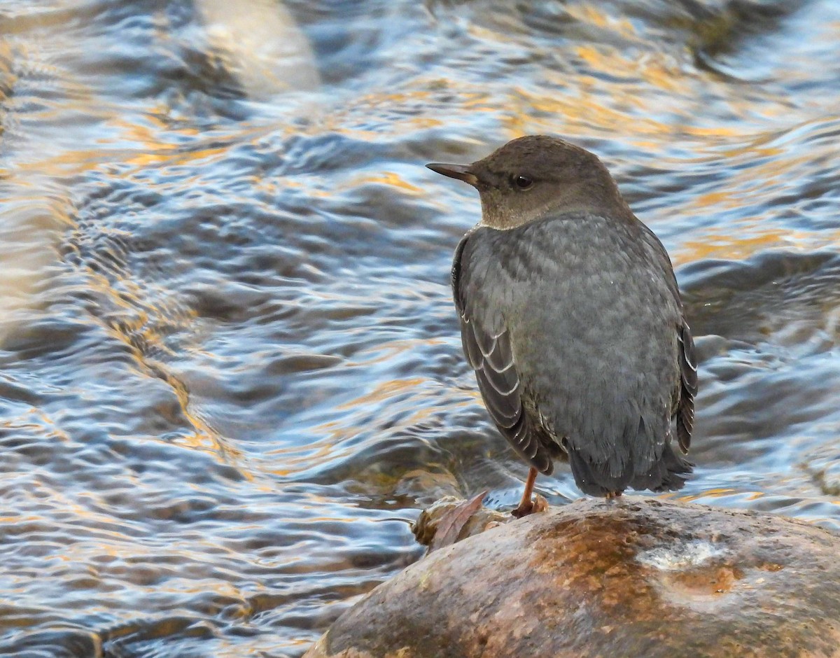 Серая оляпка - ML644482913