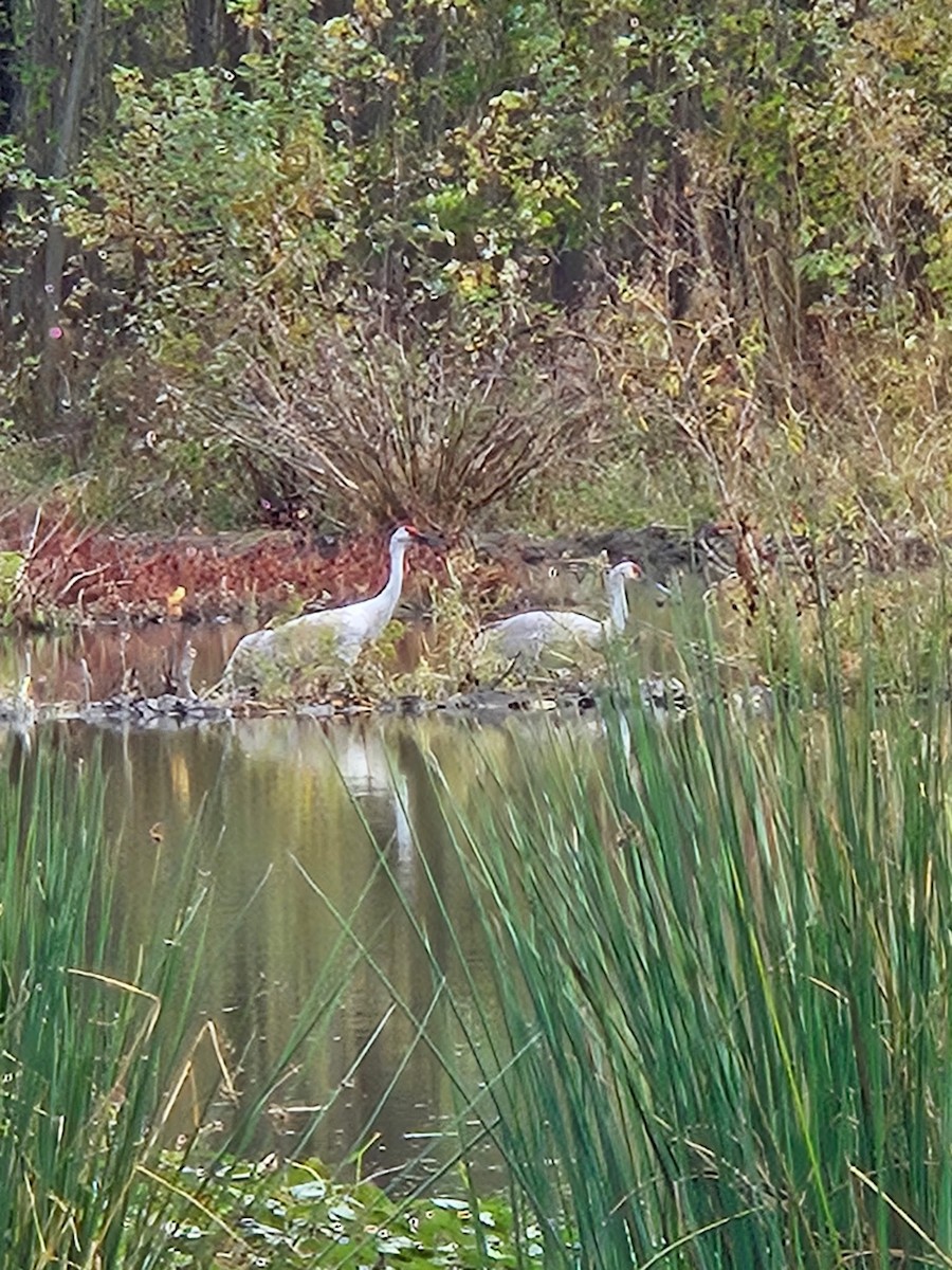 jeřáb kanadský - ML644482914