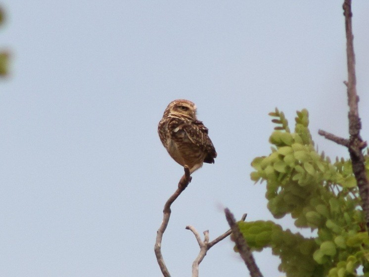 Burrowing Owl - ML644482915