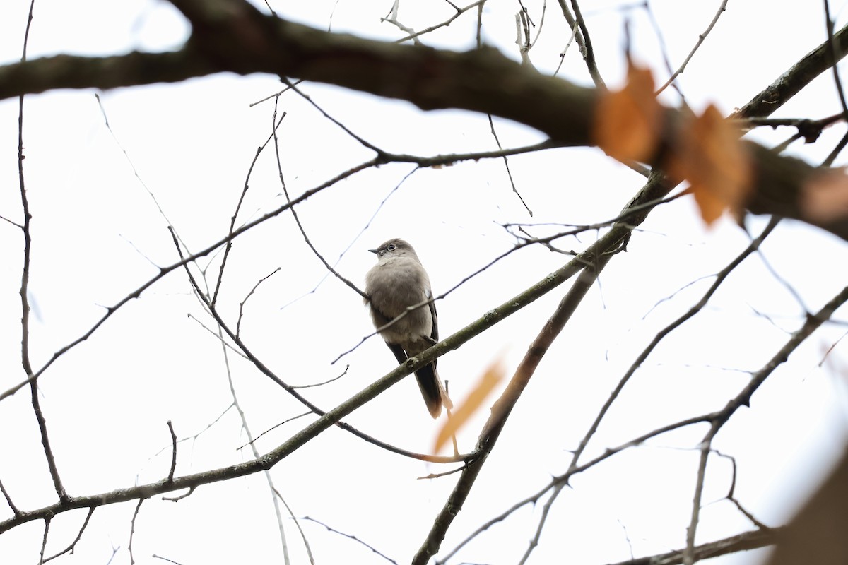 Townsend's Solitaire - ML644482926