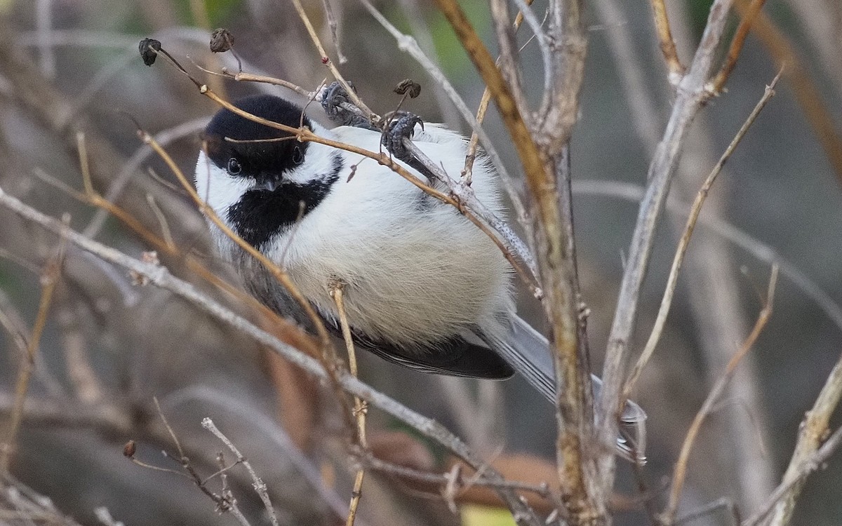 Amerika Baştankarası - ML644482932