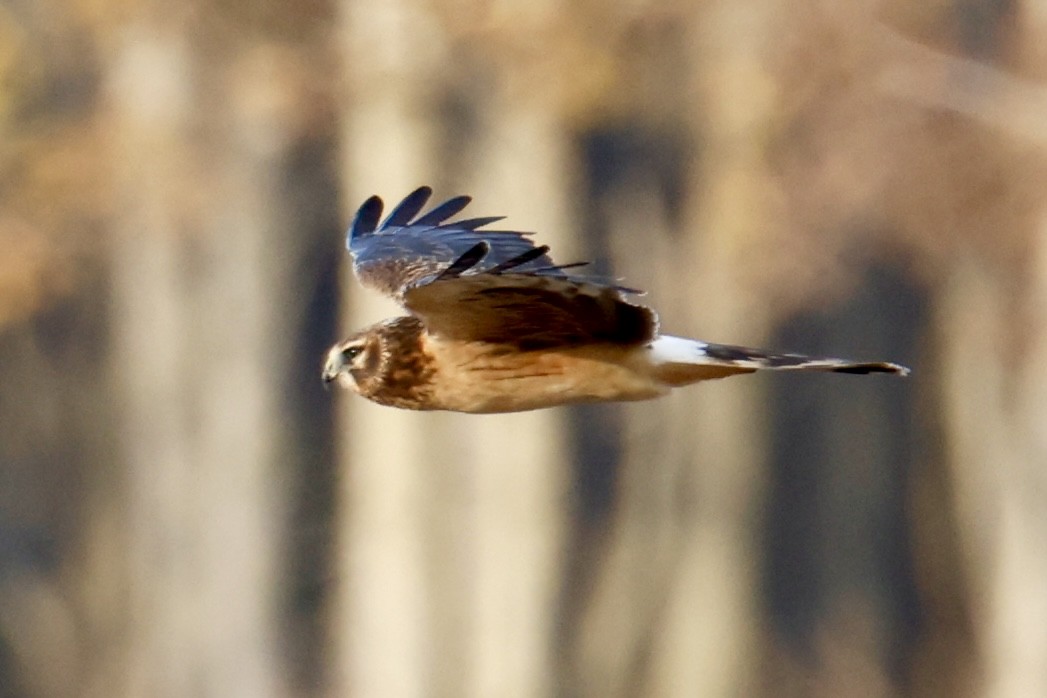Northern Harrier - ML644482935