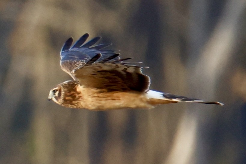 Northern Harrier - ML644482936