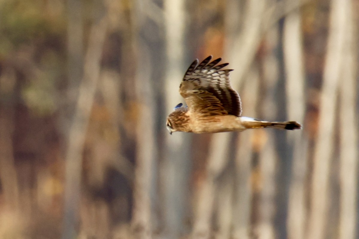Northern Harrier - ML644482937