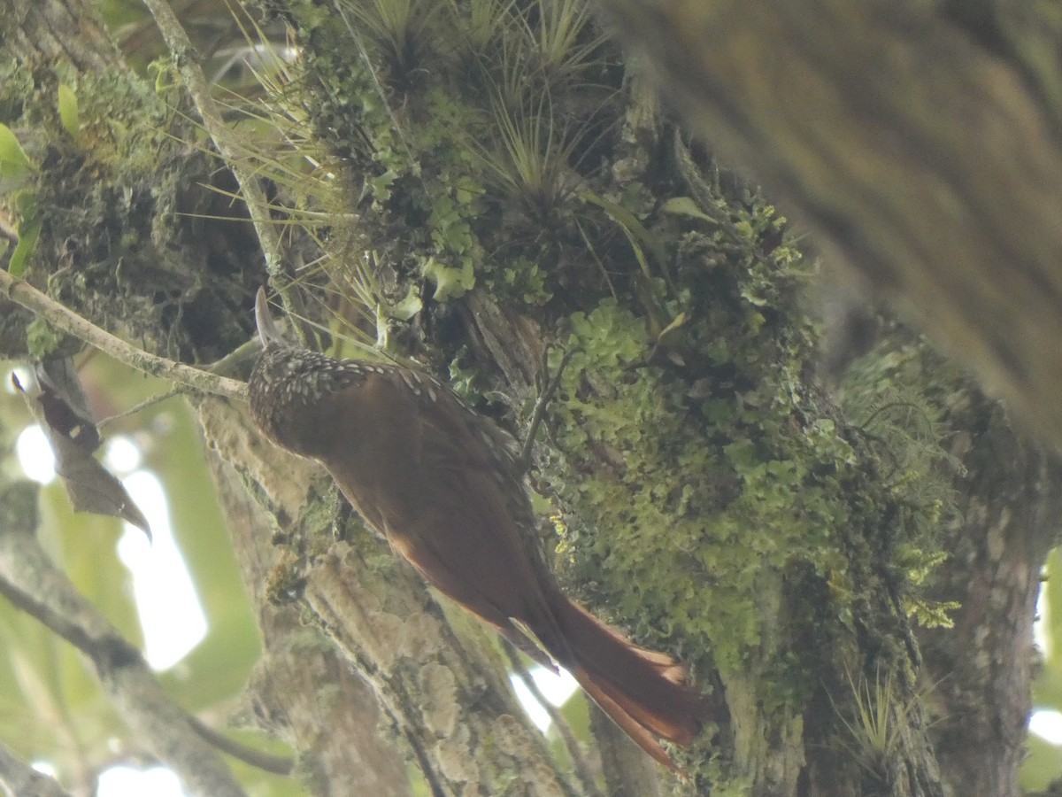 Дереволаз гірський - ML644482938