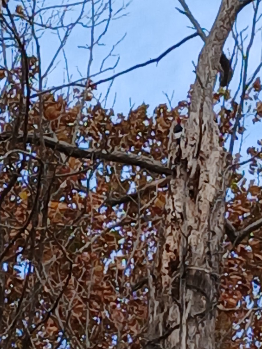 datel červenohlavý - ML644482940