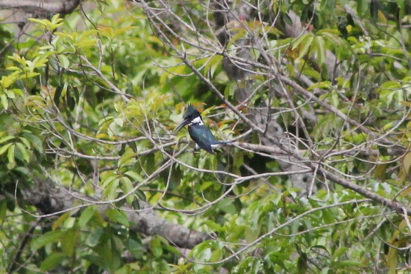 Amazon Kingfisher - ML644482942