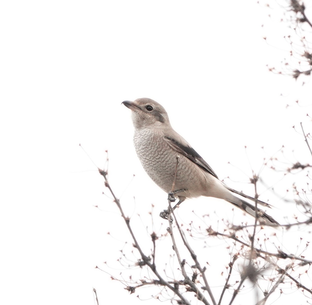 Умардын дунхай - ML644482943