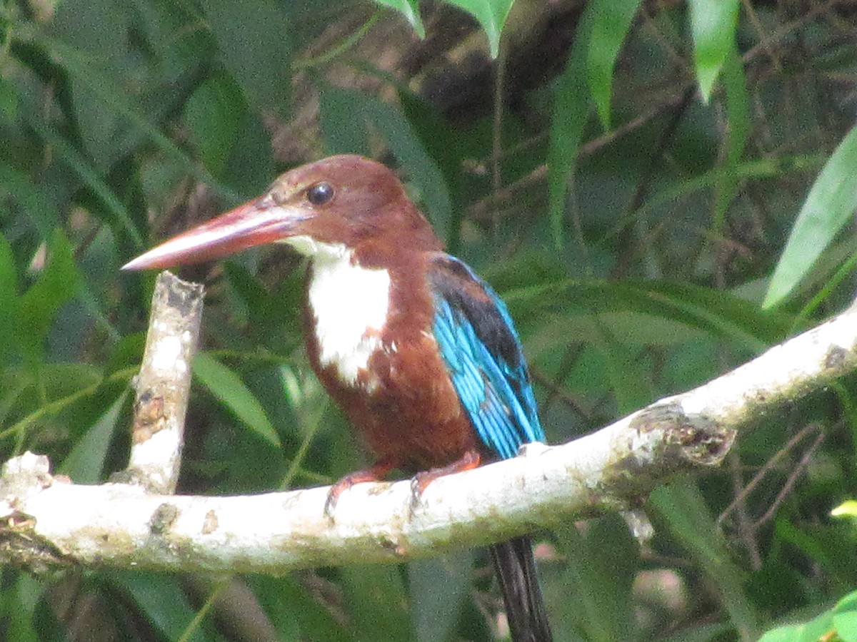 kastanjeisfugl - ML644482954