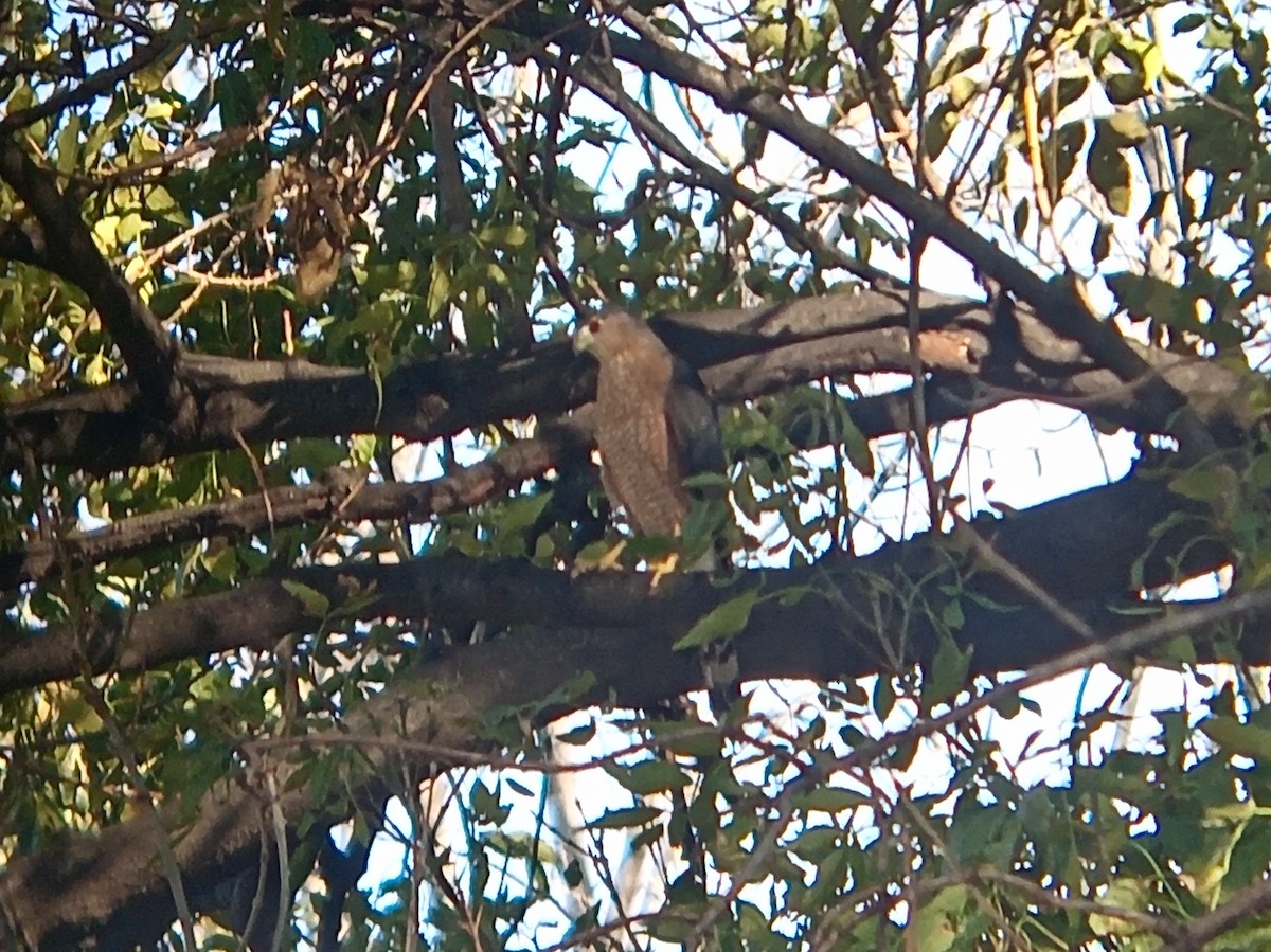 Cooper's Hawk - ML644482955