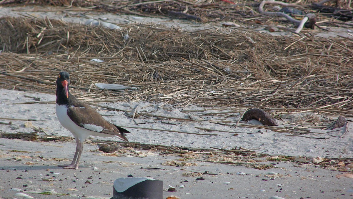 Американский кулик-сорока - ML644482968