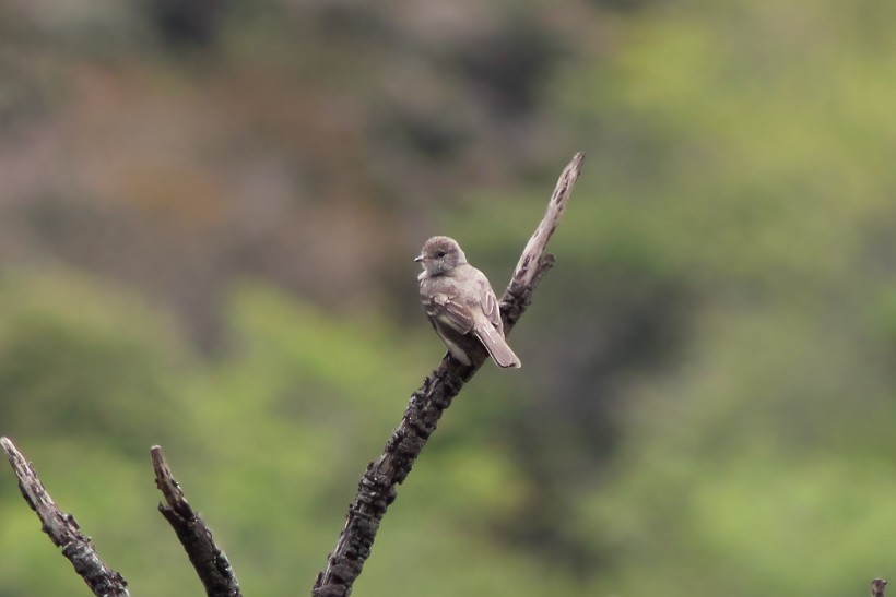 Lesser Elaenia - ML644482985