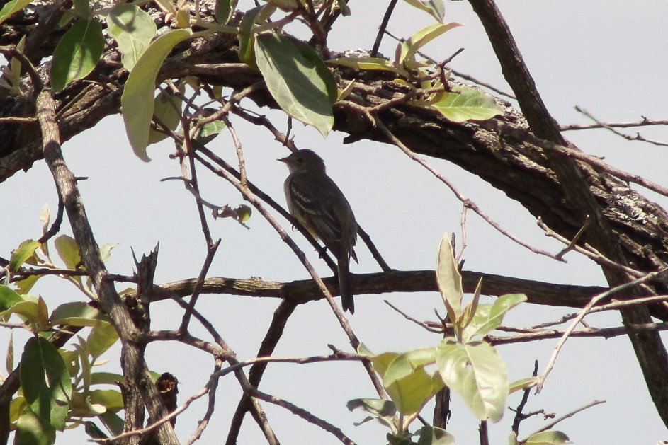 Lesser Elaenia - ML644482986