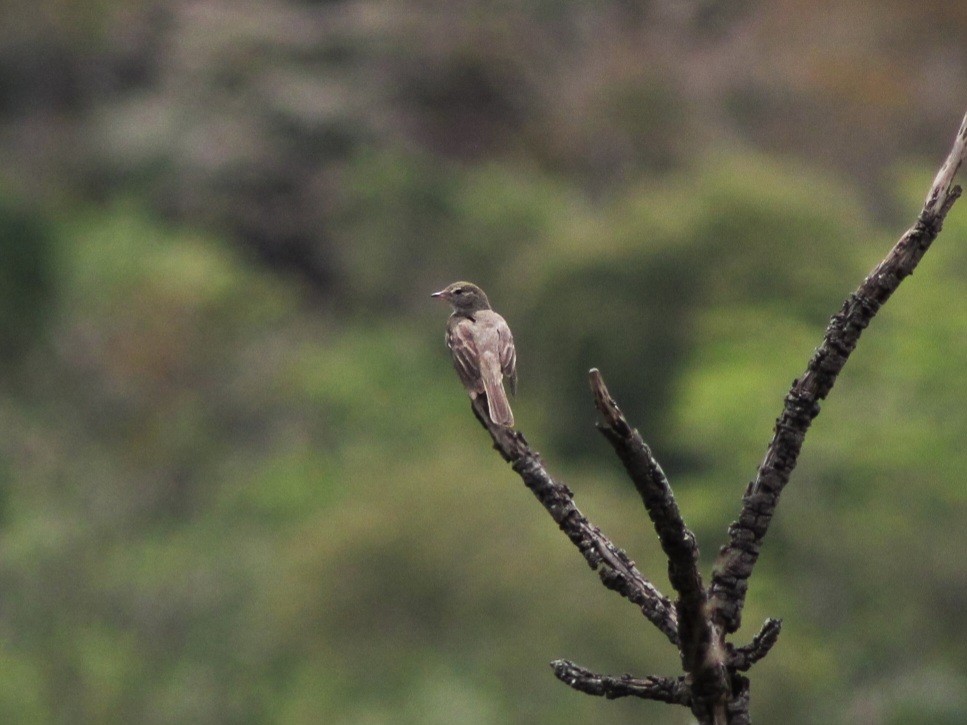 Lesser Elaenia - ML644482987