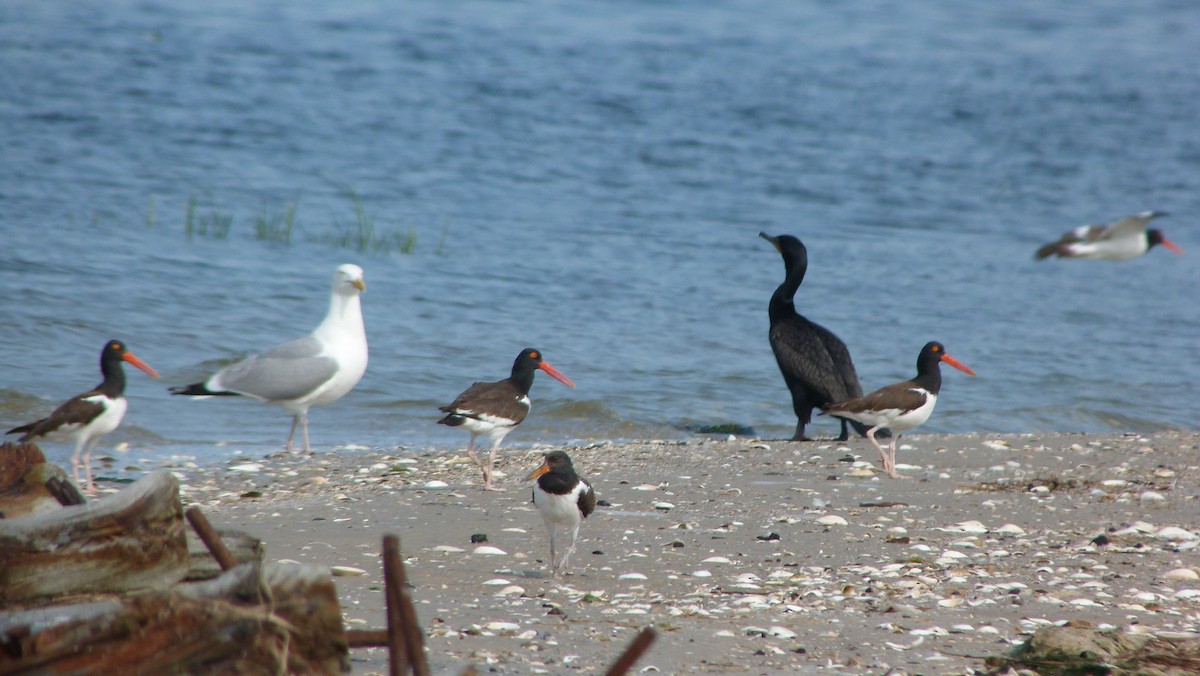 Американский кулик-сорока - ML644483000