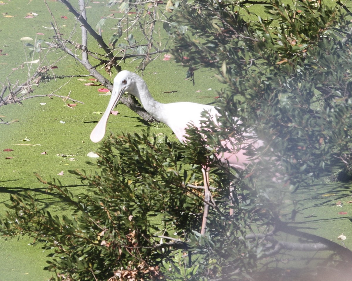 Roseate Spoonbill - ML644483006