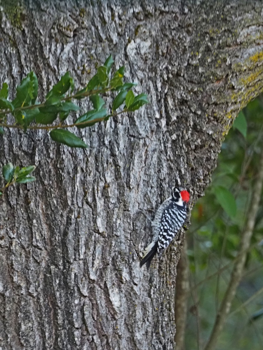 Nuttall's Woodpecker - ML644483010