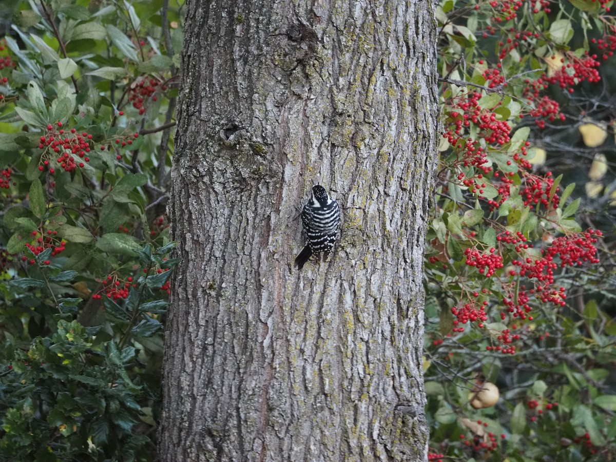 Nuttall's Woodpecker - ML644483011