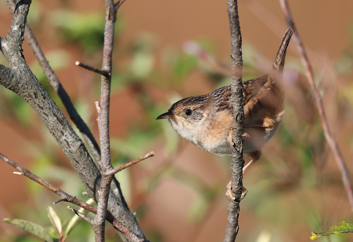 Sedge Wren - ML644483013