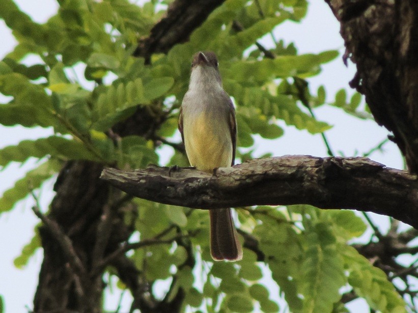Short-crested Flycatcher - ML644483020