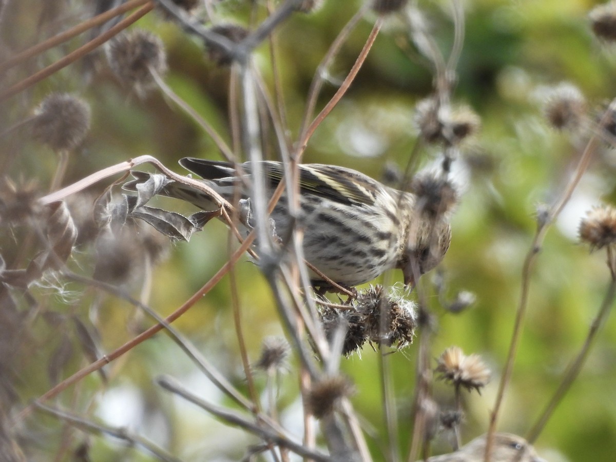 Pine Siskin - ML644483022
