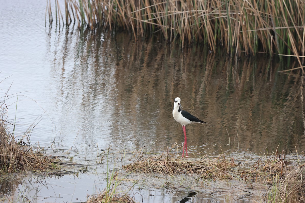 Schwarznacken-Stelzenläufer - ML644483029