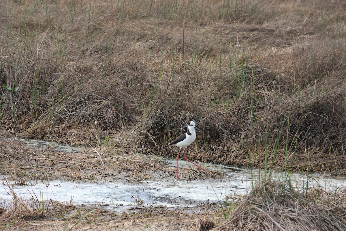 Кулик-довгоніг американський - ML644483030