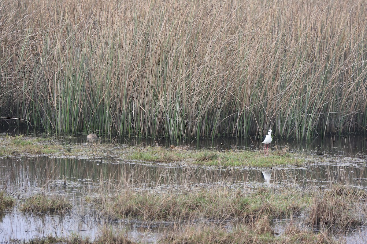 Кулик-довгоніг американський - ML644483031